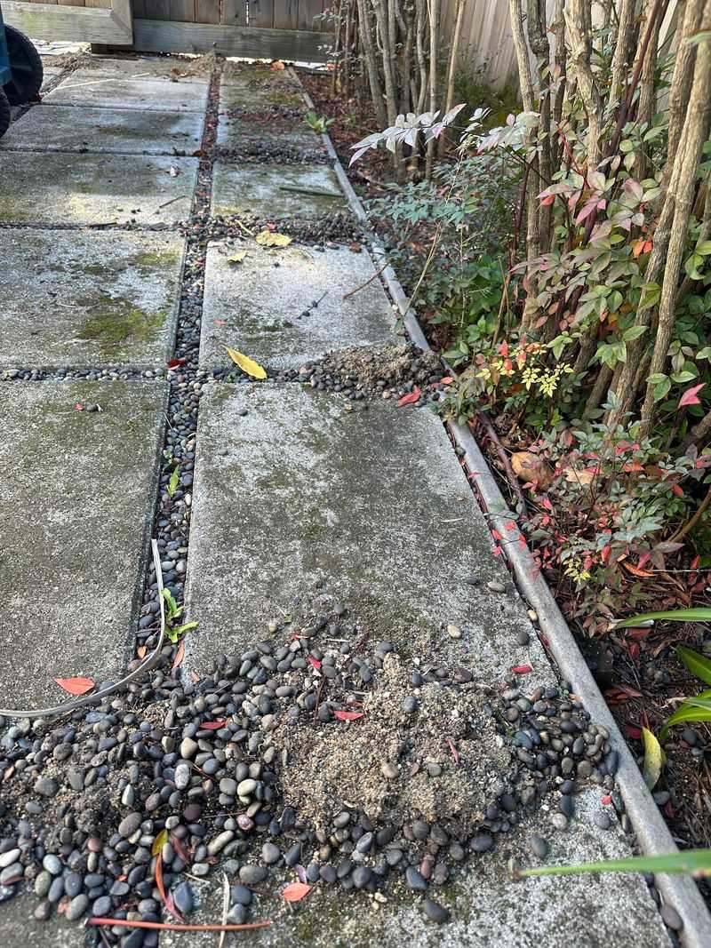 Sweep Out Dirt Before Weeds Root