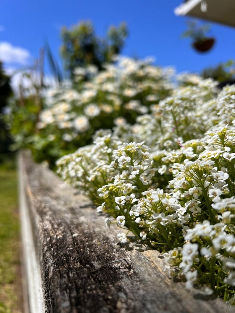 Sweet Alyssum