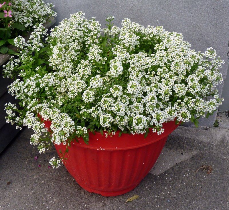 Sweet Alyssum