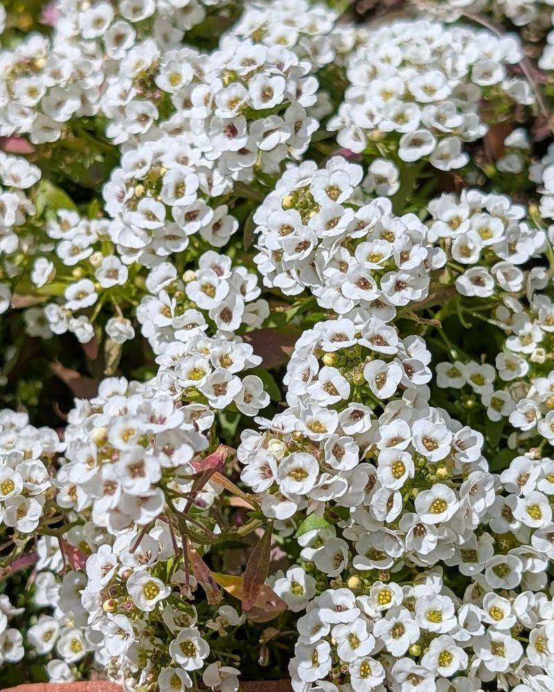 Sweet Alyssum
