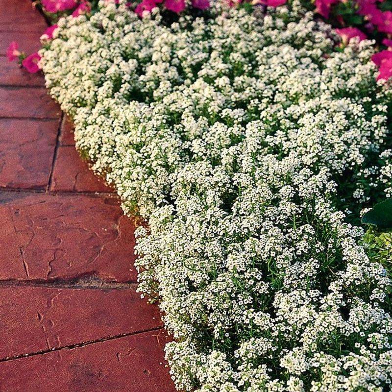 Sweet Alyssum