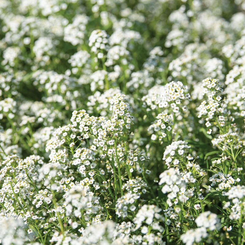 Sweet Alyssum Attracts Tiny Beneficial Insects Near Tomato Plants