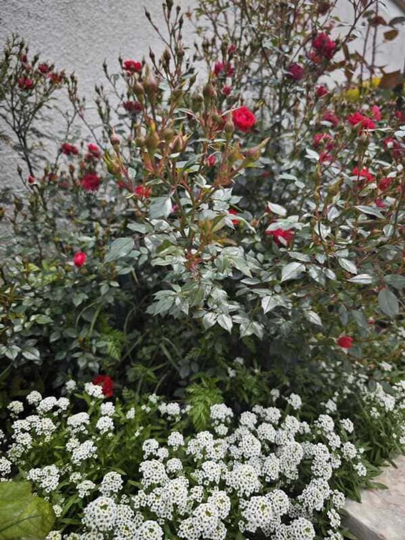 Sweet Alyssum Brings Tiny Beneficial Insects To Garden Edges