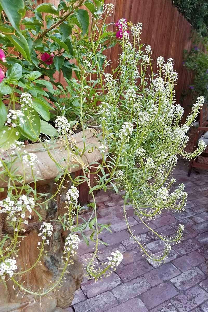 Sweet Alyssum Draws Helpful Insects Close