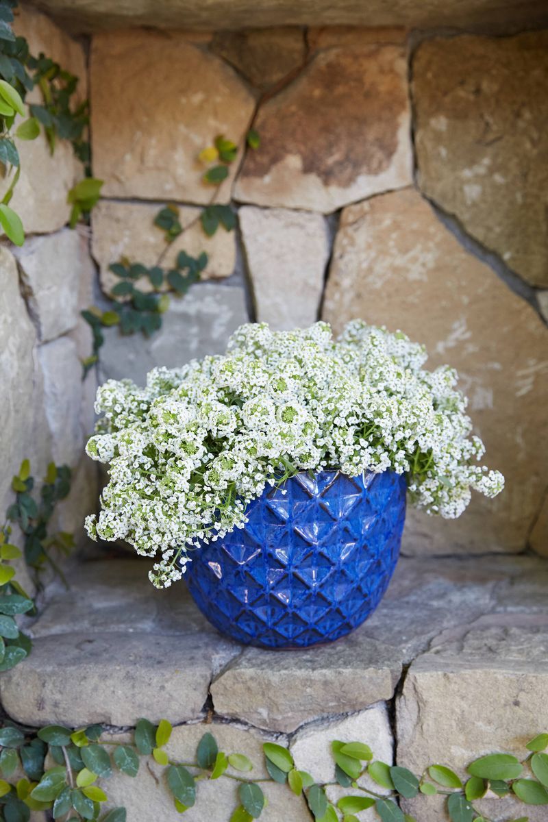 Sweet Alyssum Fills Gaps With Soft Growth Sweet Alyssum Fills Gaps With Soft Growth