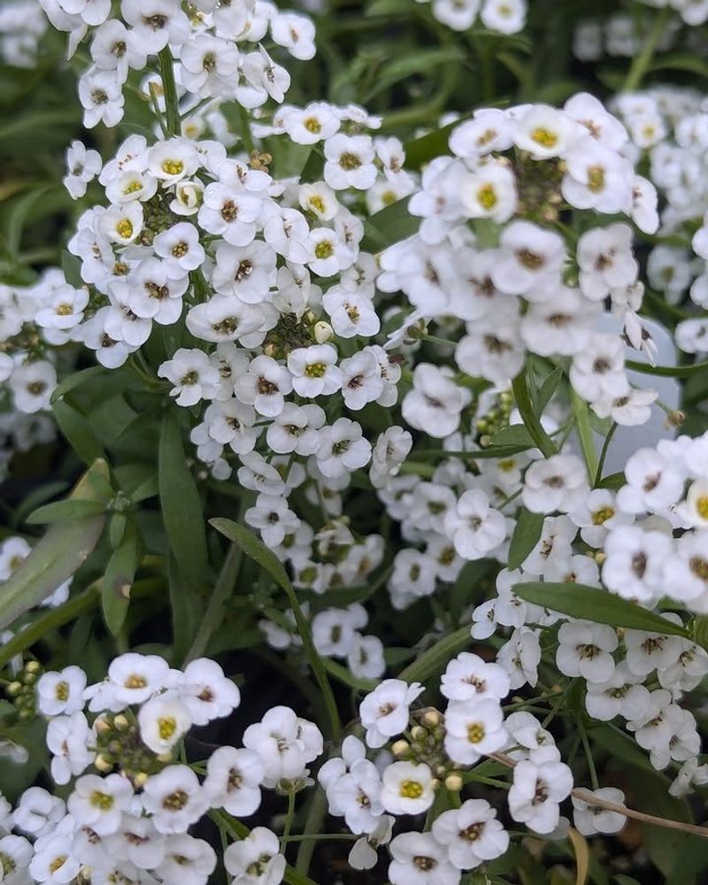 Sweet Alyssum Fills Gaps Without Being Asked