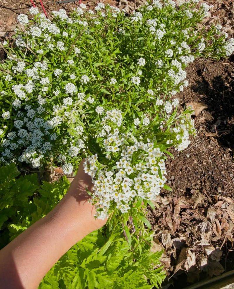 Sweet Alyssum Gives Ladybugs Easy Access To Nectar