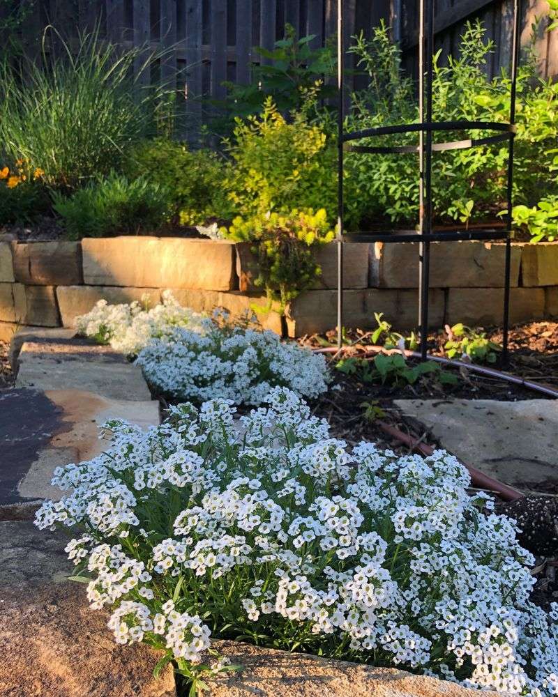 Sweet Alyssum Keeps Ladybugs Near Aphid-Prone Plants