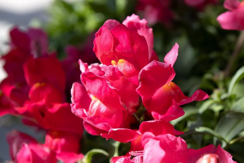 Snapdragons