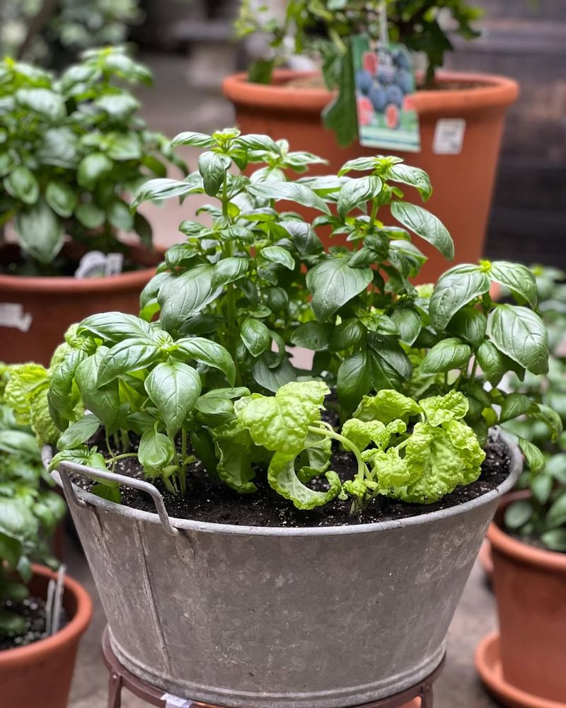 Sweet Basil Stays Fuller With Frequent Tip Pinching