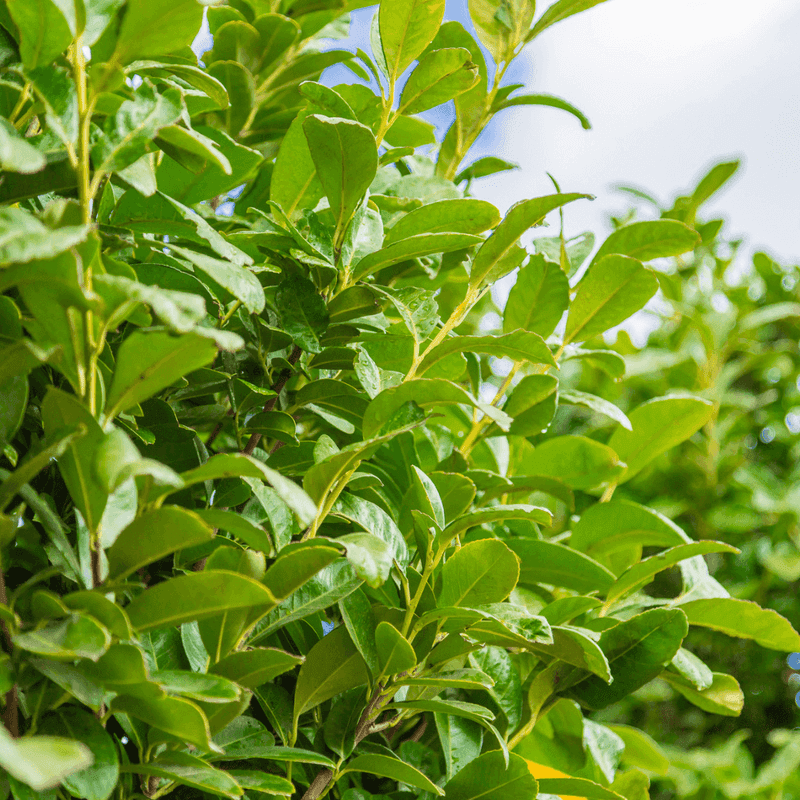 Sweet Bay Laurel Makes A Useful Evergreen Wall
