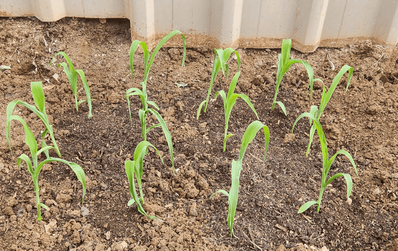 Sweet Corn Belongs In Warm Soil, Not Cold Spring Ground