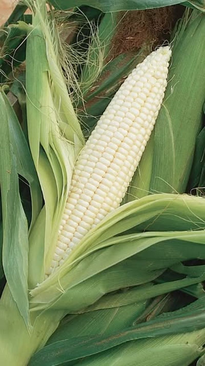 Sweet Corn Benefits From Warm June Soil
