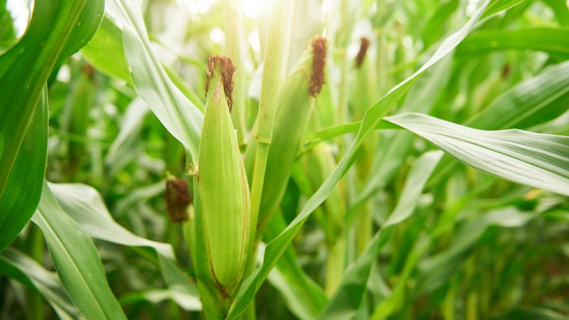Sweet Corn Likes The Warmer Side Of May