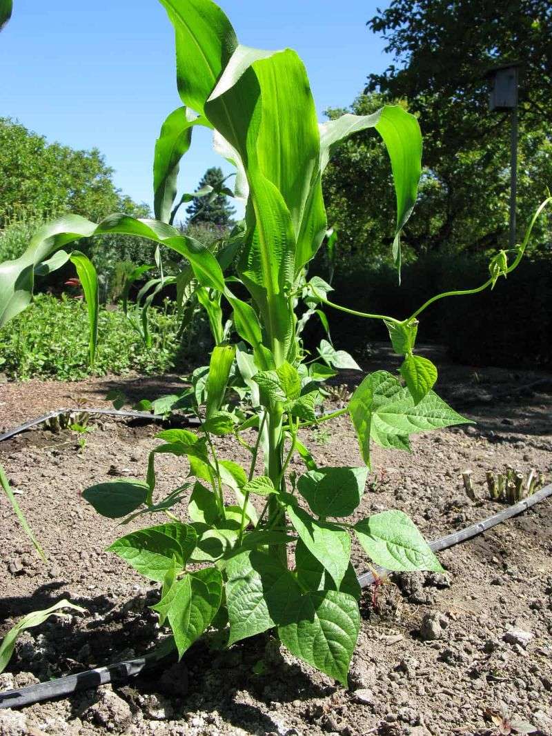 Sweet Corn, Pole Beans, And Winter Squash (The Three Sisters)