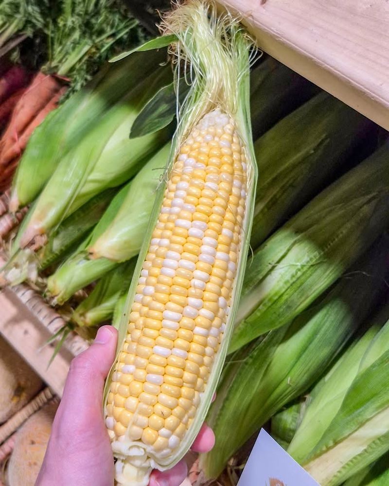 Sweet Corn (Zea mays)