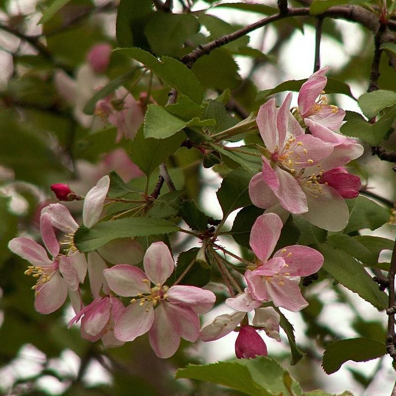 Sweet Crabapple Brings Fragrant Blooms And Color