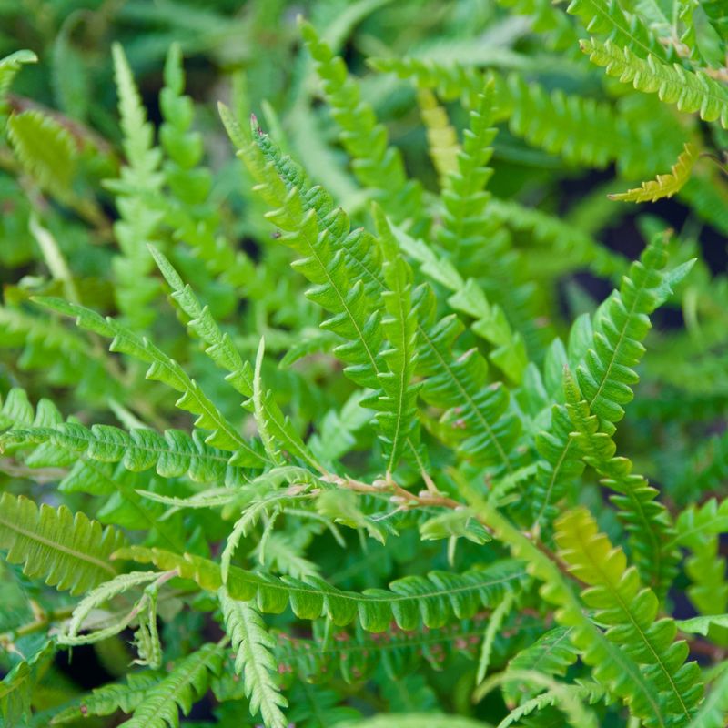 Sweet Fern Helps Tough Sites Settle In Sweet Fern Helps Tough Sites Settle In