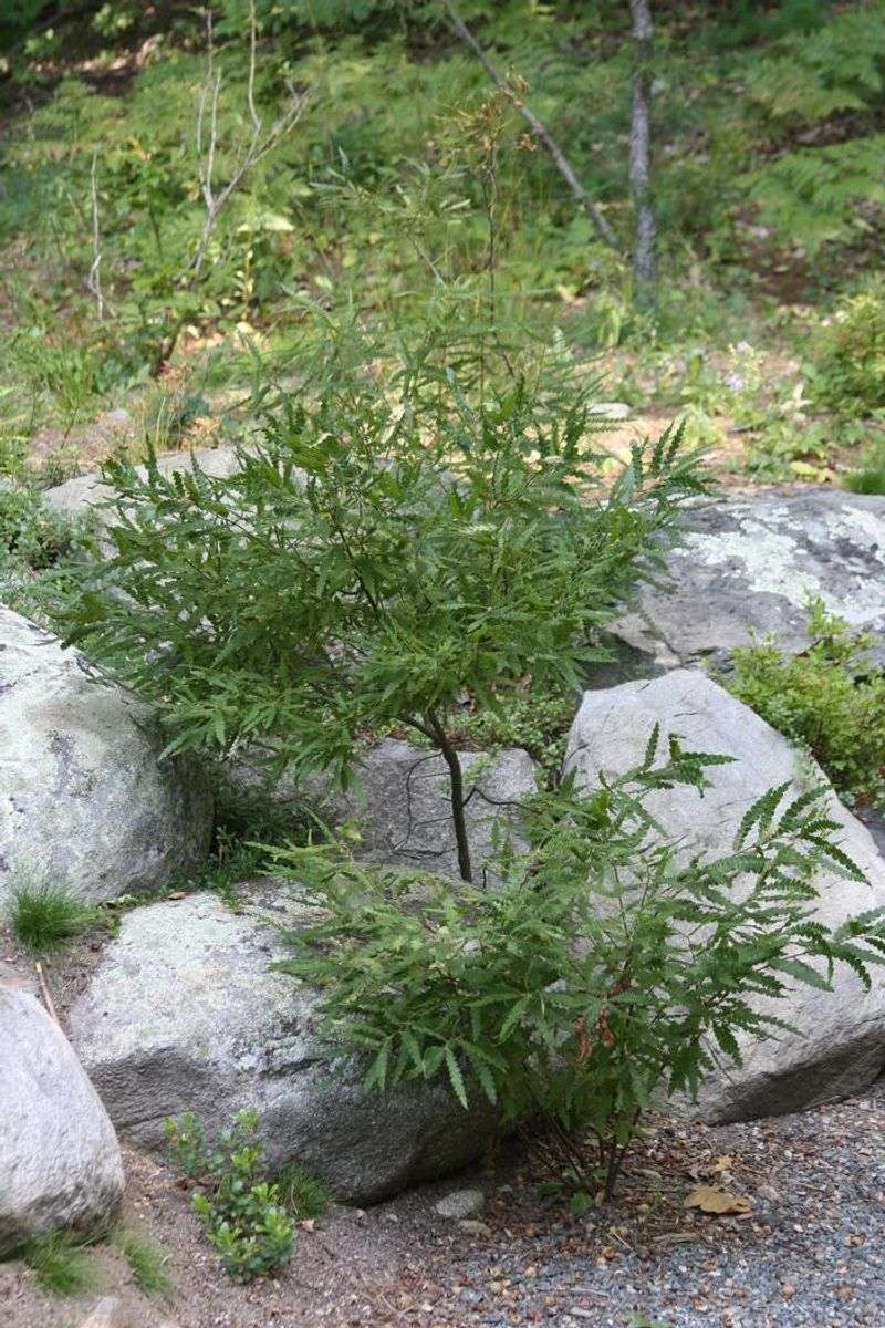 Sweet Fern Ties The Planting Together Softly