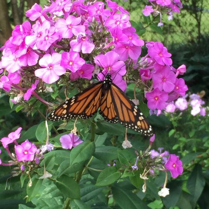 Sweet Fragrance Makes This Native Flower Stand Out