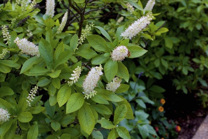 Sweet Pepperbush Brings Fragrance And Pollinator Interest