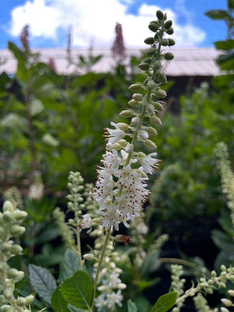 Sweet Pepperbush Leaves A Strong Fragrance Behind