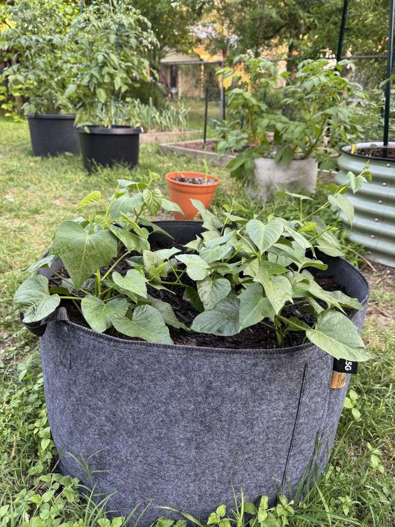 Sweet Potato Beds