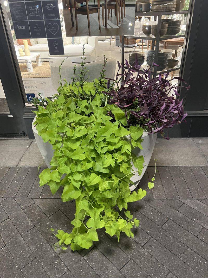Sweet Potato Vine Spreads Beautifully Around Tradescantia