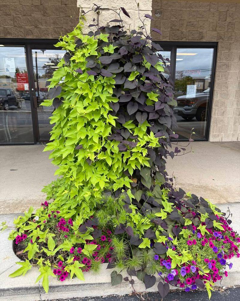 Sweet Potato Vine