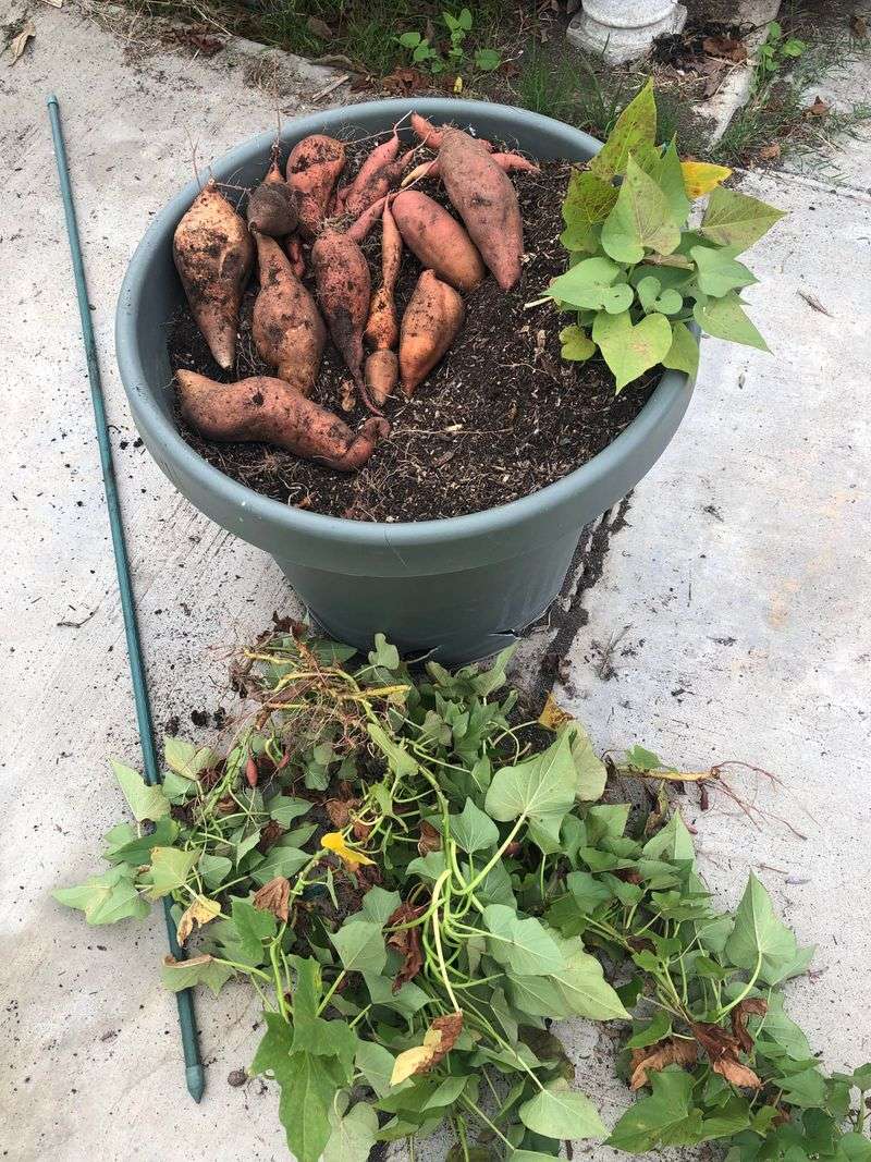 Sweet Potatoes Fill Buckets Faster Than Expected