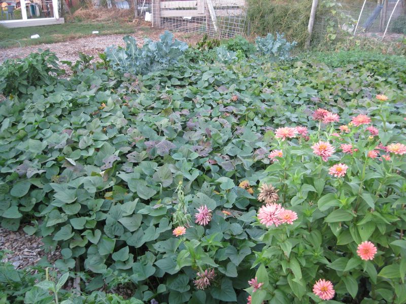 Sweet Potatoes Fill Space With Fast Summer Growth