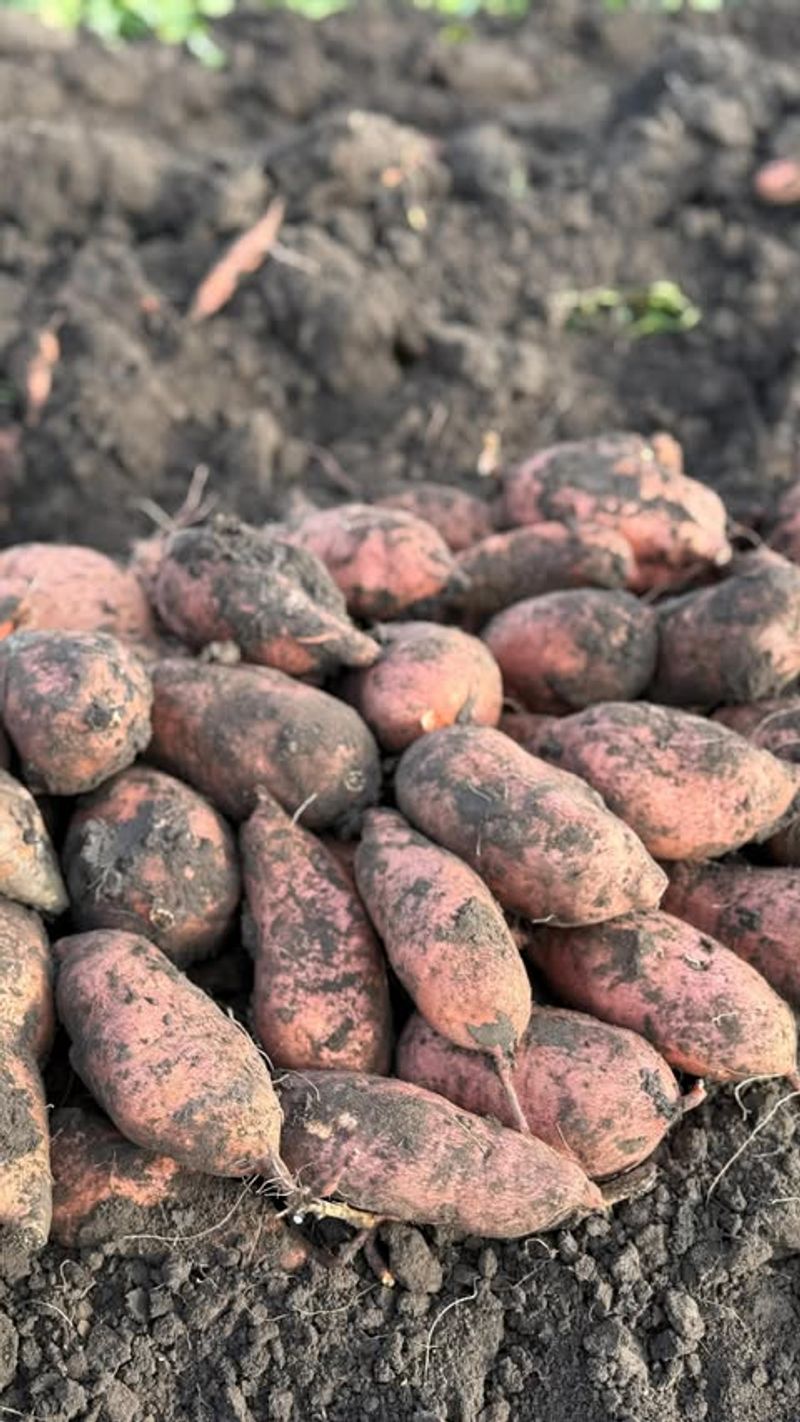 Sweet Potatoes (Ipomoea Batatas)