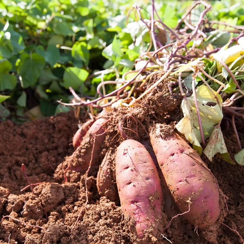Sweet Potatoes (Ipomoea batatas) Thrive In North Carolina Summers Sweet Potatoes (Ipomoea batatas) Thrive In North Carolina Summers