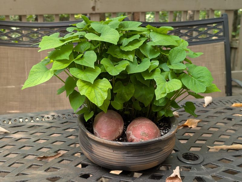 Sweet Potatoes Love Warm Desert Soil Conditions