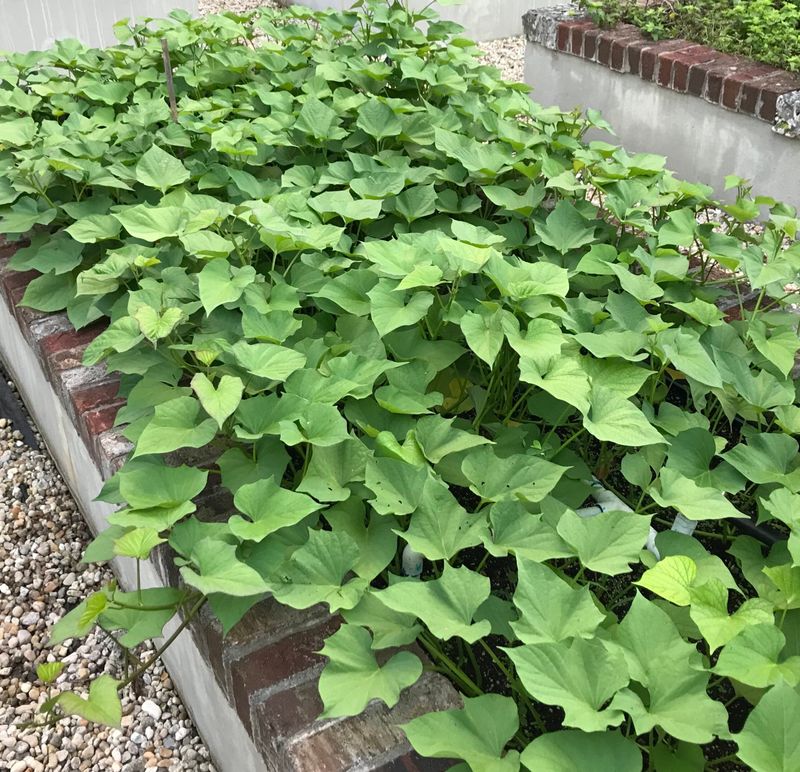 Sweet Potatoes Love Warm Seasons