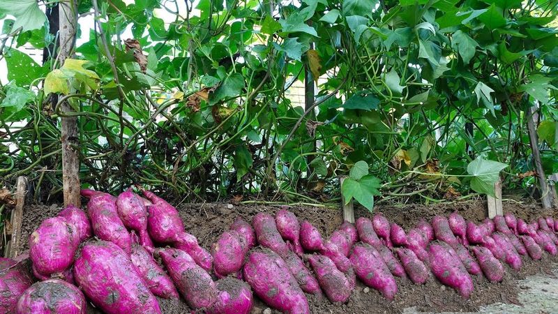 Sweet Potatoes Thrive Through Extended Hot Spells