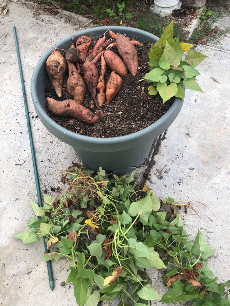 Sweet Potatoes Turn Wet Heat Into Vigorous Growth