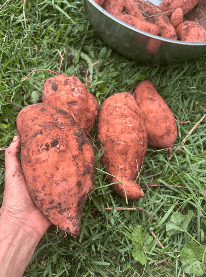 Sweet Potatoes Sweet Potatoes
