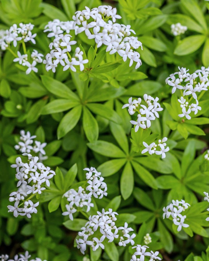 Sweet Woodruff Sweet Woodruff
