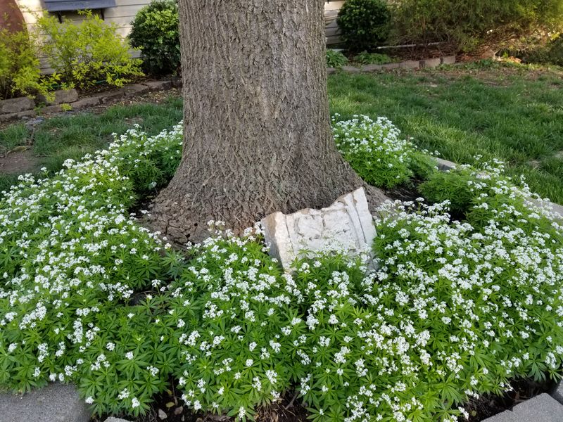 Sweet Woodruff Makes A Flowering Carpet Sweet Woodruff Makes A Flowering Carpet