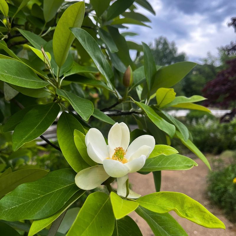 Sweetbay Magnolia Sweetbay Magnolia