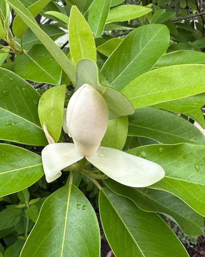 Sweetbay Magnolia Adds Height With Native Structure