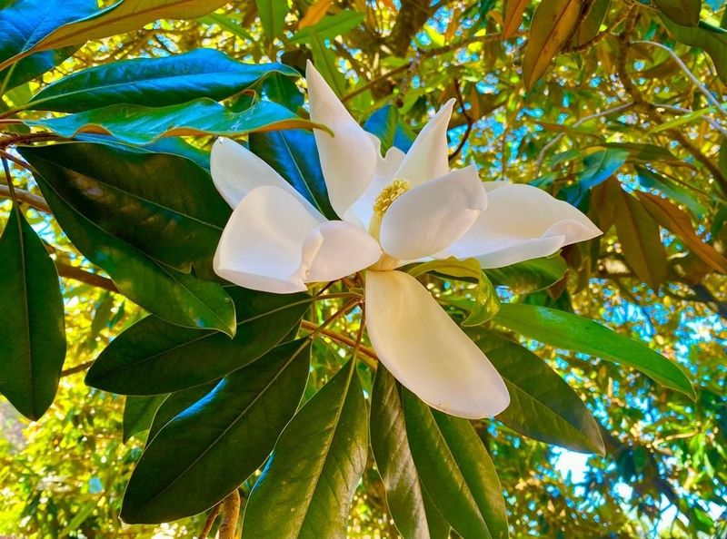 Sweetbay Magnolia Adds Softer Evergreen Privacy Sweetbay Magnolia Adds Softer Evergreen Privacy