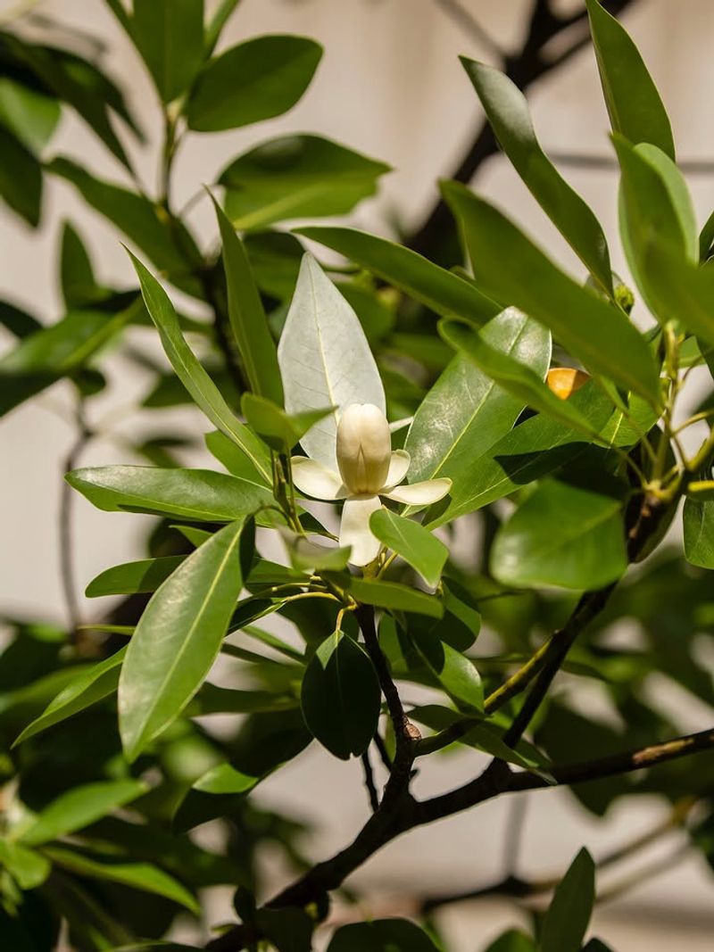 Sweetbay Magnolia Handles Moist Soil And Warm Weather