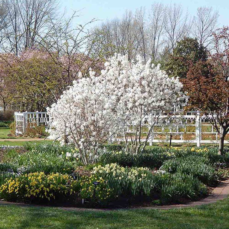 Star Magnolia (Magnolia Stellata)