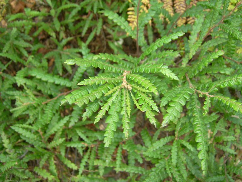 Sweetfern