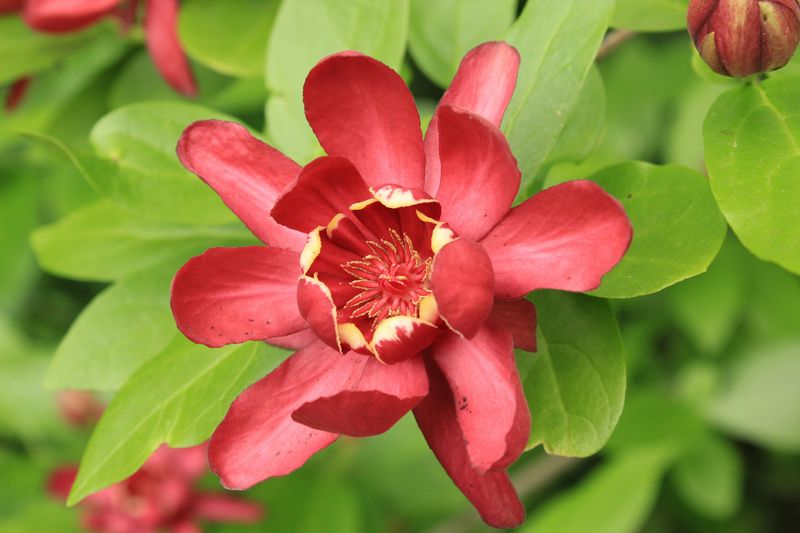 Sweetshrub Sweetshrub