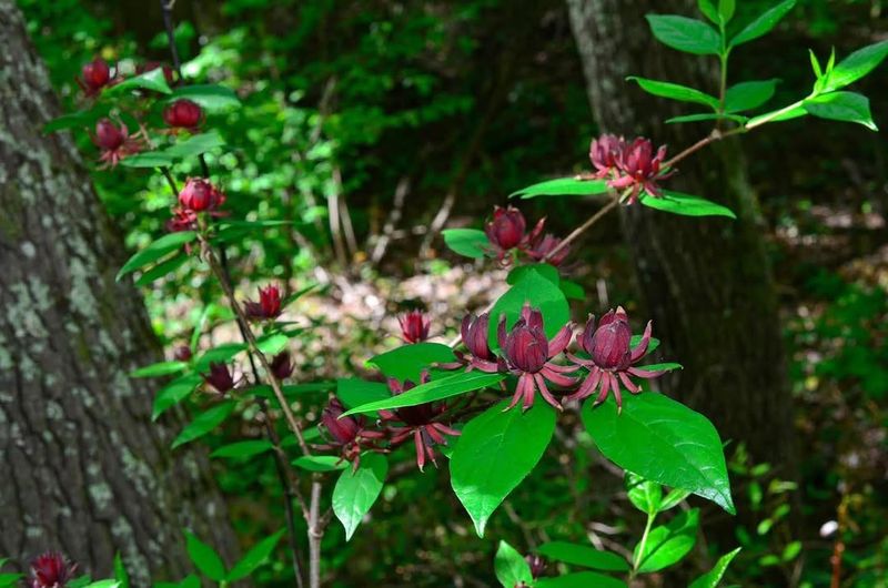 Sweetshrub