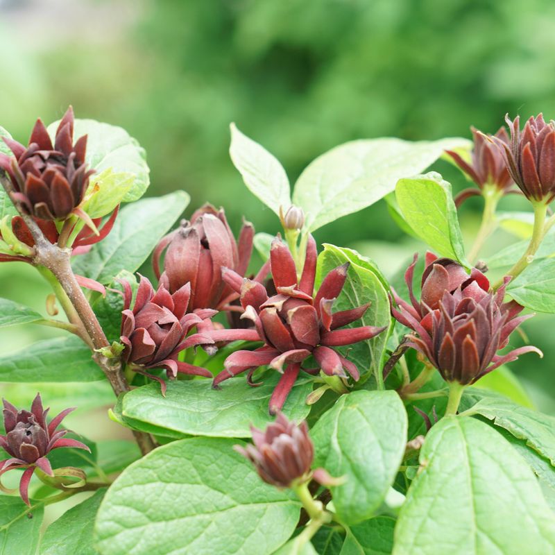 Sweetshrub Brings Fragrance And Backyard Cover