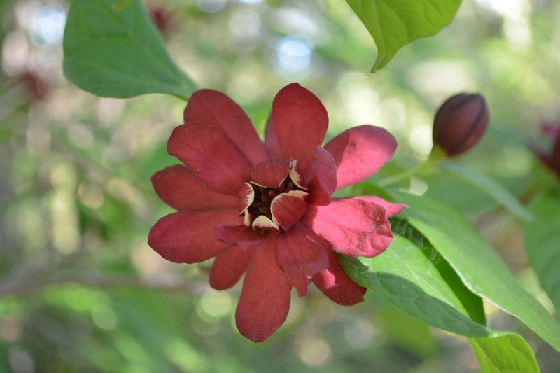 Sweetshrub Leaves A Spicy Scent Behind